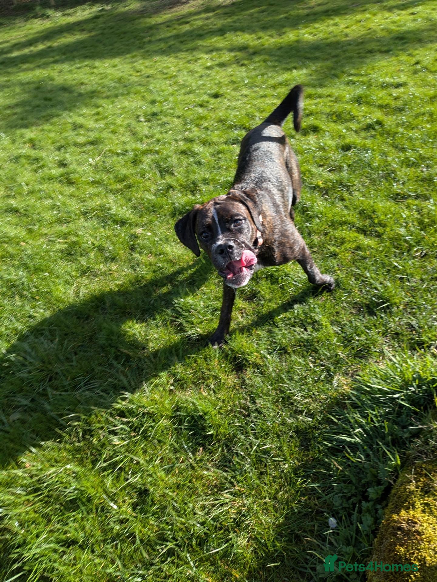 Boxweiler dogs for sale: Boxer x Rottweiler puppies  - Advert 6