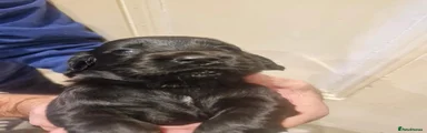 Cocker Spaniel 2