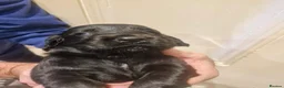 Cocker Spaniel dogs for sale: KC registered working cocker spaniels - Advert 3