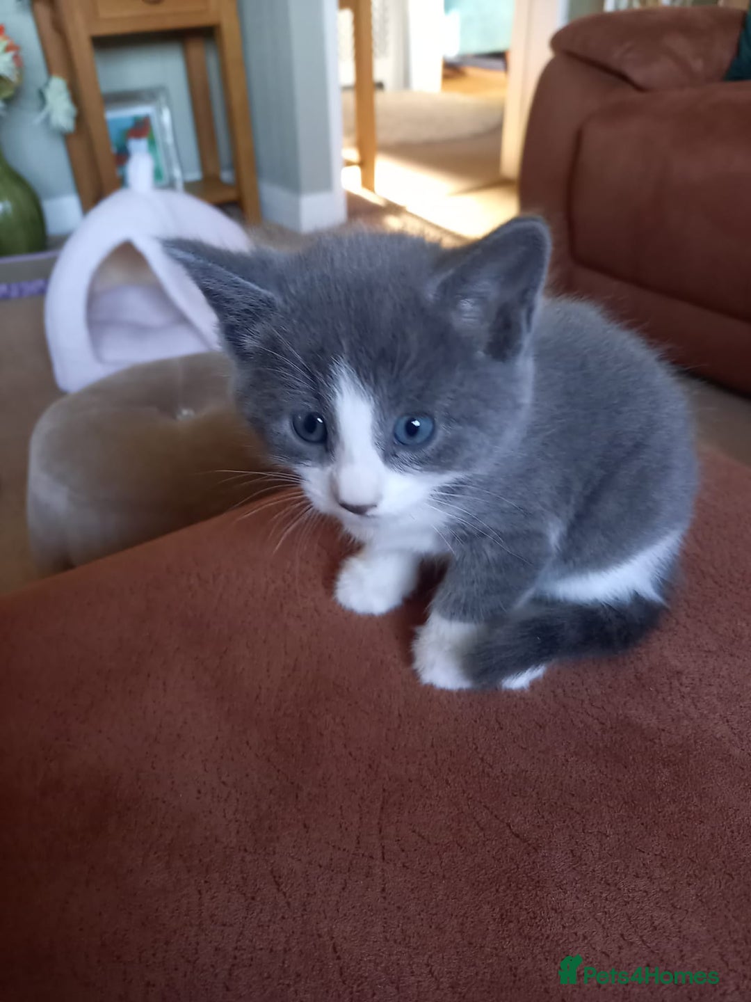 Mixed Breed cats for sale: 2 BEAUTIFUL BOY KITTENS AVAILABLE  - Image 20