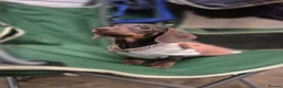 Miniature Dachshund dogs for sale: Unforseen Rehoming  - Advert 1