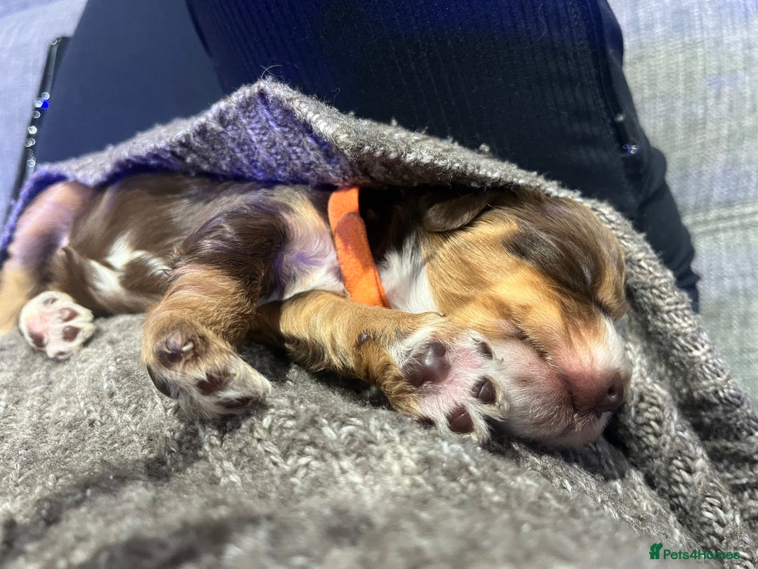 Cockapoo dogs for sale: Stunning litter of f1b cockapoo puppies  - Image 15