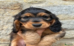 Cocker Spaniel dogs for sale: KC Show Cocker Spaniels fully health tested  - Image 3