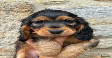 Cocker Spaniel dogs - Advert 9