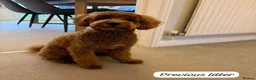 Cavapoo dogs for sale: Beautiful F1b Red Cavapoo Puppies - Advert 16