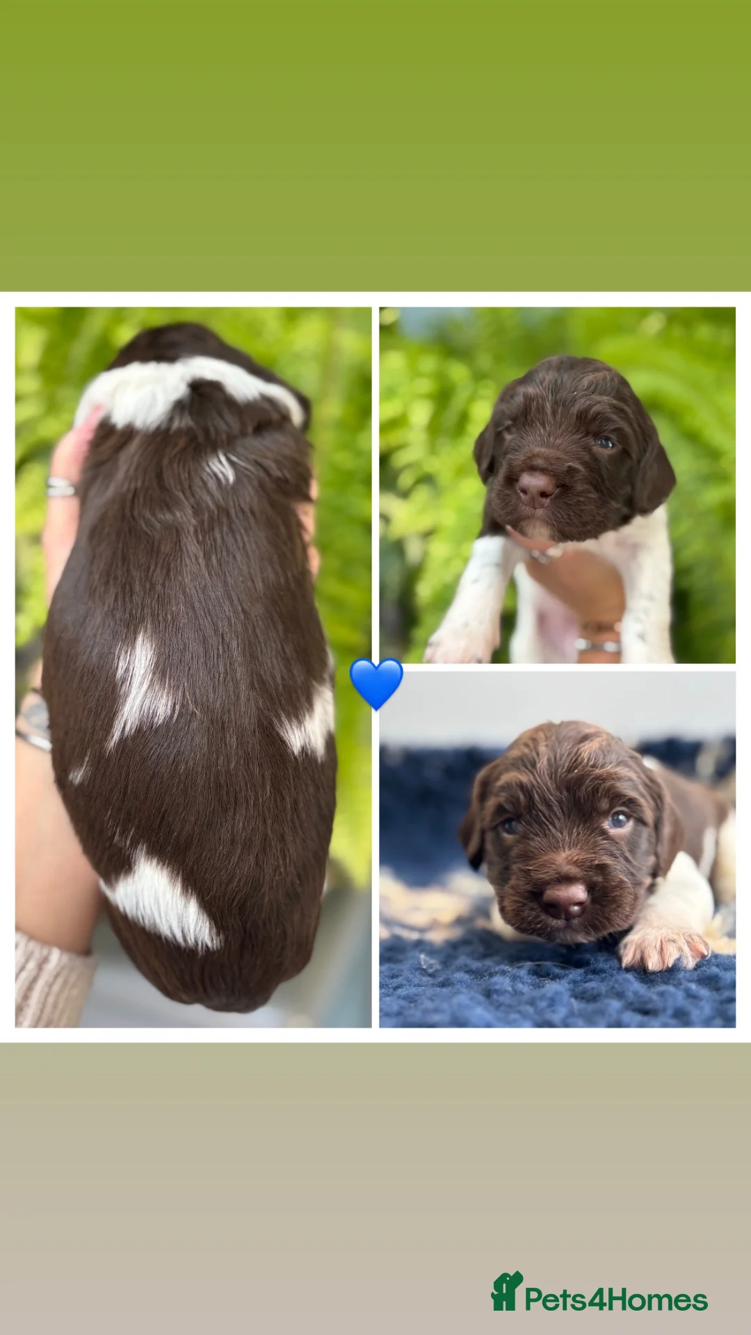 English Springer Spaniel dogs for sale: KC English Springer Spaniels liver and white  - Advert 12