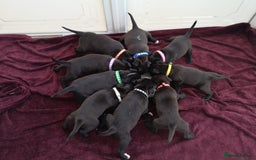 Mixed Breed dogs for sale: Beautiful litter of labrastaffs/staffadors - Image 1