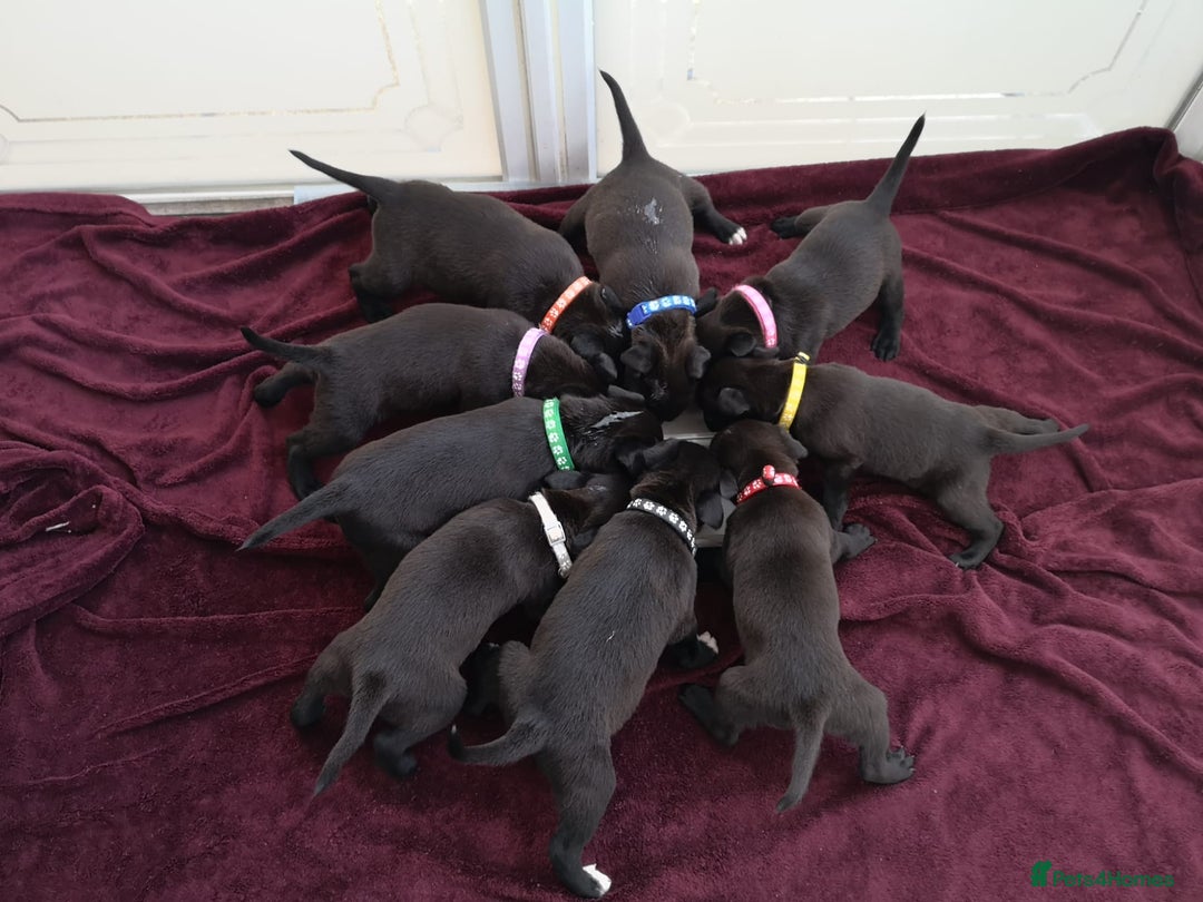 Mixed Breed dogs for sale: Beautiful litter of labrastaffs/staffadors - Image 1