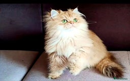 British Shorthair cats for stud: BSH stud, Golden shaded, Emerald eyes, NY 11 - Image 7