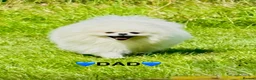 Pomeranian dogs for sale: 🌟 Luxury Pomeranian Puppies 🌟  - Advert 14