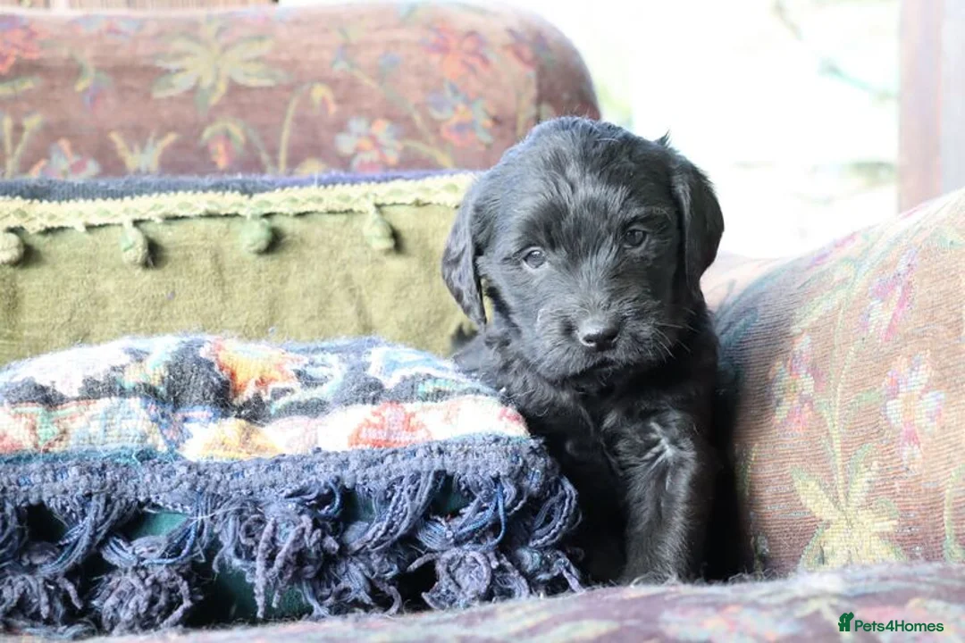 Labradoodle dogs for sale: Standard Labradoodle Puppies F3 - Advert 22