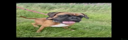 Boxer dogs for sale: Beautiful boxer puppies!! Ready to go!!! - Advert 2
