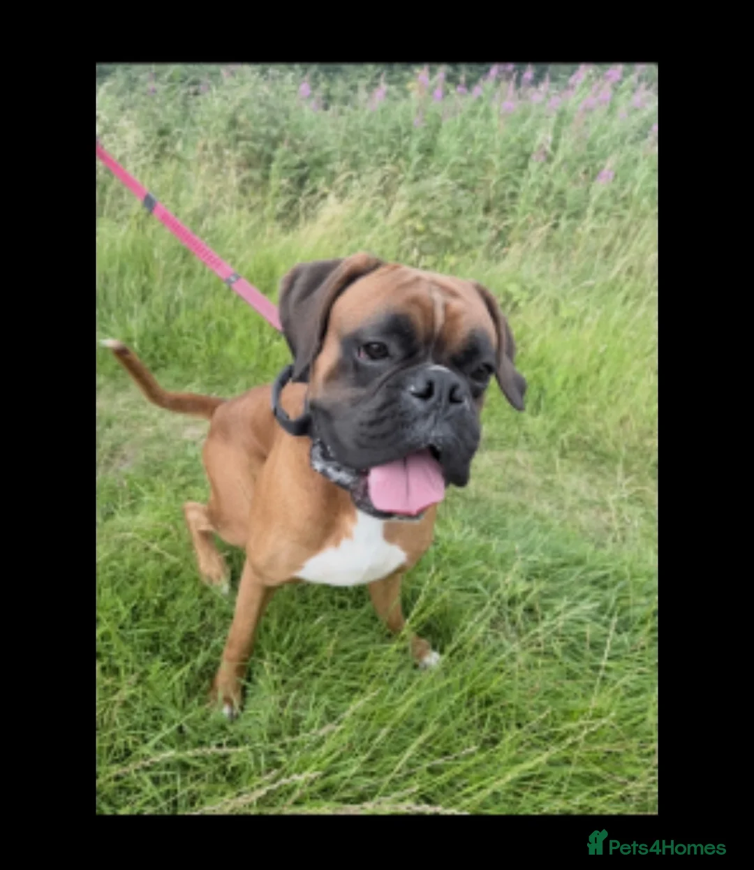 Boxer dogs for sale: Beautiful boxer puppies!! Ready to go!!! - Advert 2