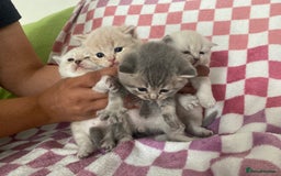 British Shorthair cats for sale: Gorgeous British shorthair kittens - Image 9