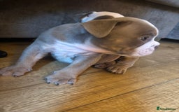 Olde English Bulldogge dogs for sale: Olde English bulldogs puppies  - Image 36