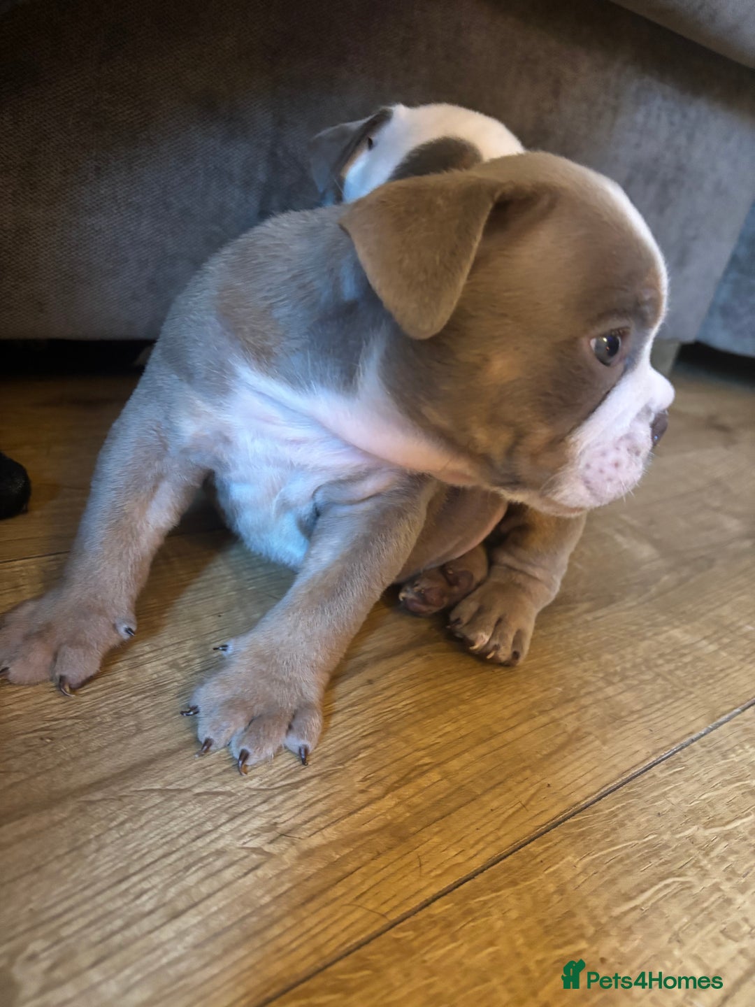 Olde English Bulldogge dogs for sale: Olde English bulldogs puppies  - Image 36