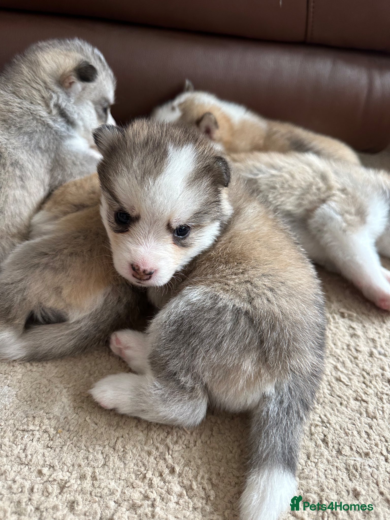 Pomsky dogs Rare Pomsky pups - Gorgeous miniature Husky’s - Advert 1