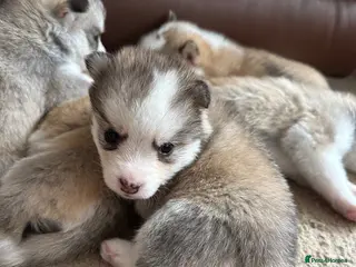 Pomsky dogs Rare Pomsky pups - Gorgeous miniature Husky’s - Advert 1