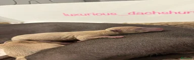 Italian Greyhound 1