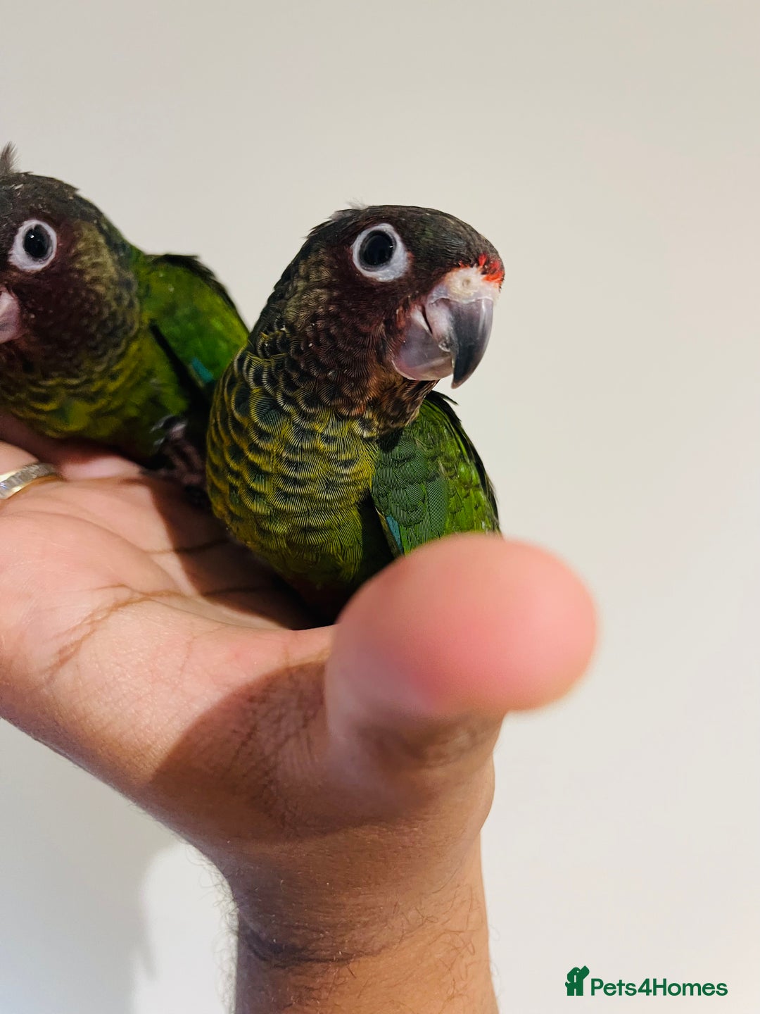 Conures birds for sale: Hand reared Emma’s, roseifrons, pearly conure - Image 13