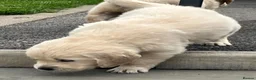 Golden Retriever dogs for sale: KC Registered Vet Health Checked Puppies - Advert 31