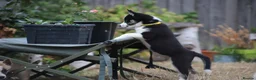 Huskita dogs for sale: Puppies for sale  - Advert 12