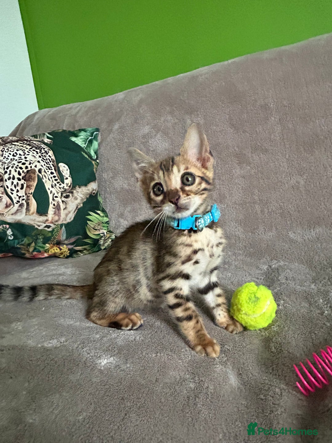 Bengal cats for sale: Gorgeous Pure Bengal Kittens Ready To Go! ❤️ - Image 13