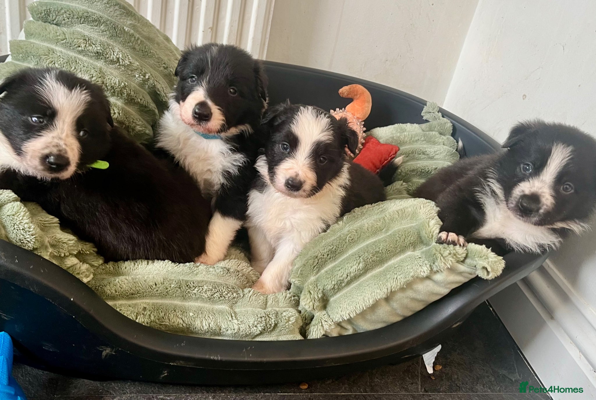 Border Collie dogs Border Collie Pups  - Advert 2