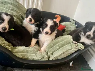 Border Collie dogs Border Collie Pups - Advert 2