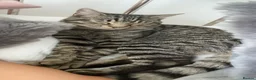 Mixed Breed cats for sale: Cat for free - Advert 5