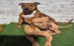 Mixed Breed dogs for sale: 💎 Stunning Brindle Bully Pups – Rare, Ready Now! - Image 12