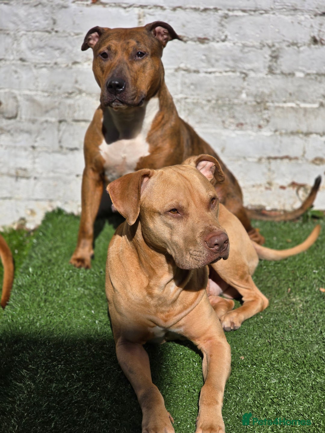 Mixed Breed dogs for sale: 💎 Stunning Brindle Bully Pups – Rare, Ready Now! - Image 12
