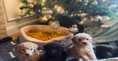 Cockapoo dogs Cockapoos ready 22.11 1 boy and 2 girls left💙🩷🩷 - Advert 15