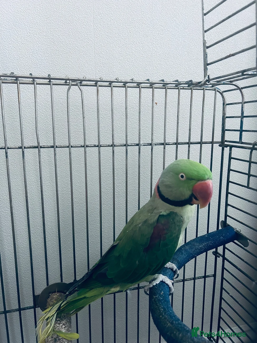 Parrots birds for sale: Alexandrine parakeet - Advert 3