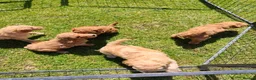 Standard Poodle dogs for sale: Kc Red Standard Poodle Puppies - Advert 4
