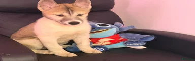 Siberian Husky 6