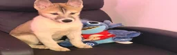 Siberian Husky dogs for sale: Siberian husky puppies  - Advert 13