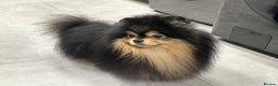 Pomeranian dogs for stud: Stunning Black and Tan for stud only in Lanark - Advert 9