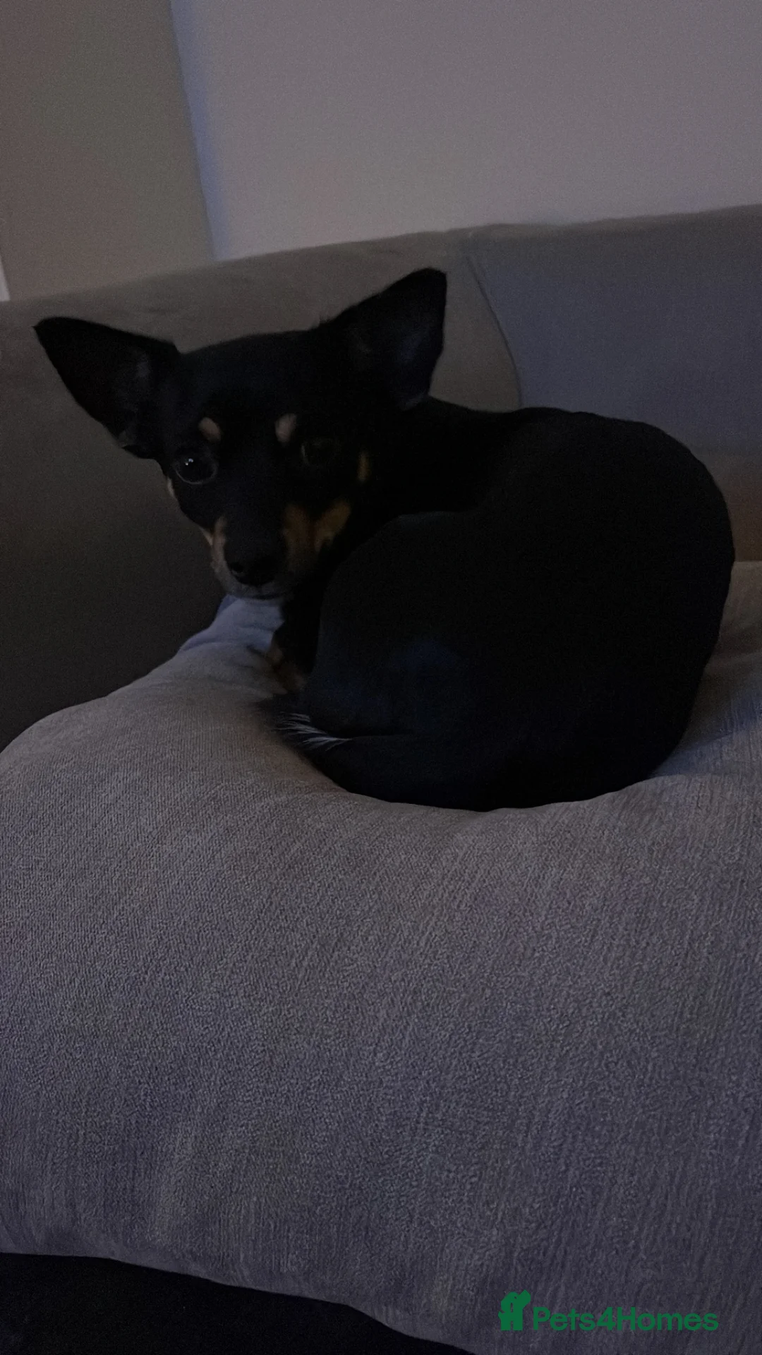 Jack Chi dogs for sale: Skye  - Advert 2