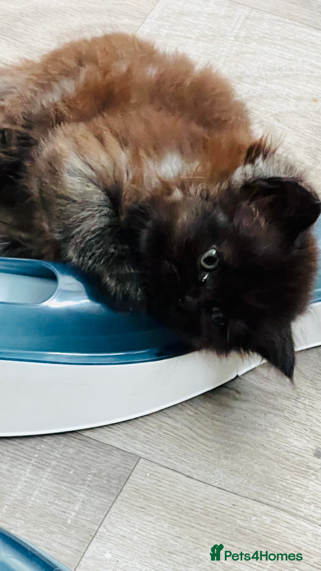 Persian cats for sale: Persian chinchilla kittens  - Image 10
