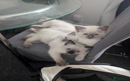 Ragdoll cats for sale: Cute Ragdoll Kittens ( Ready to be rehomed) - Image 4