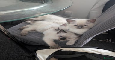 Ragdoll cats - Advert 7