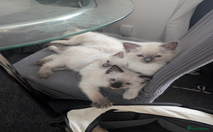 Ragdoll cats - Advert 15