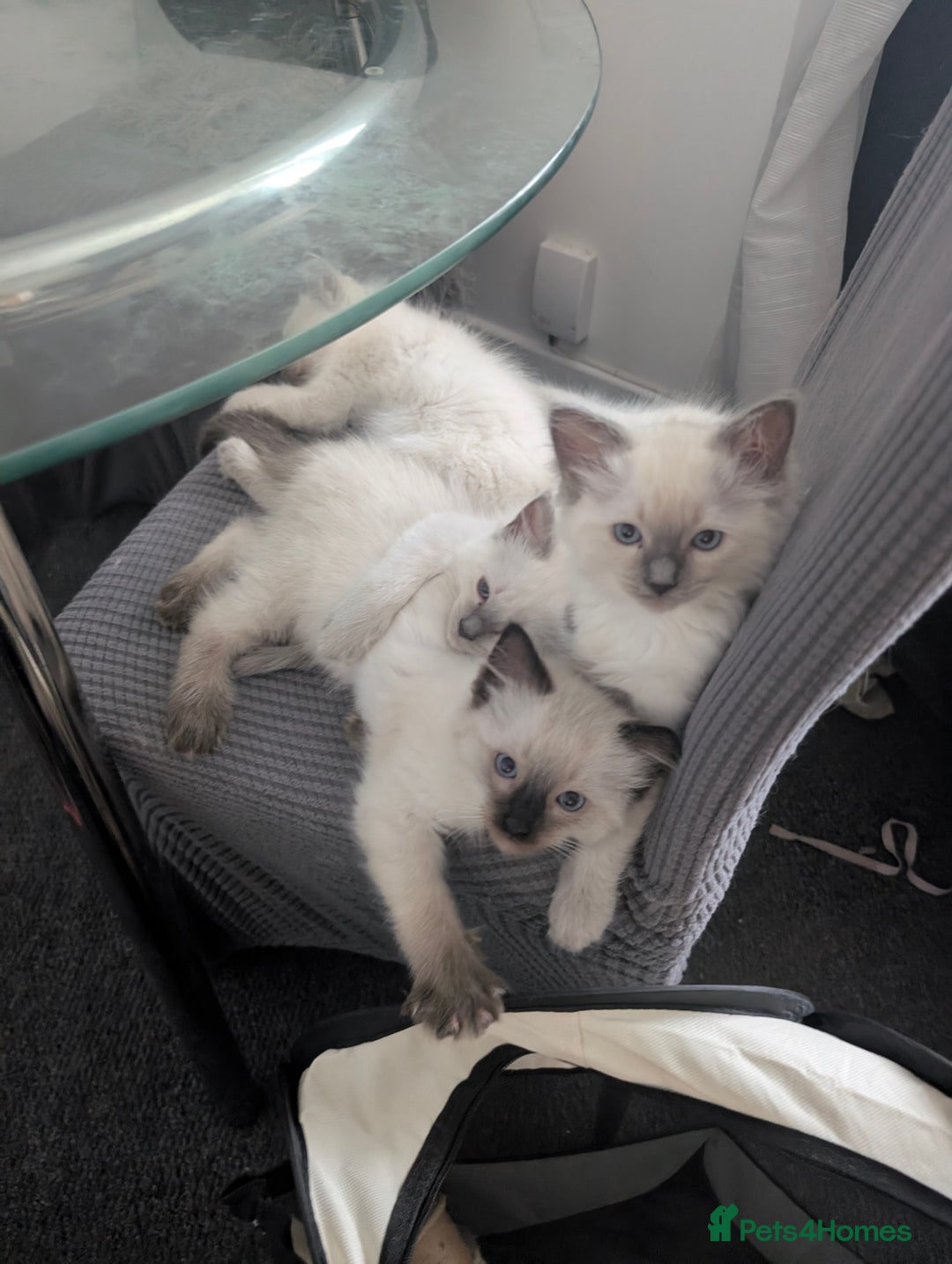 Ragdoll cats for sale: Cute Ragdoll Kittens ( Ready to be rehomed) - Image 4