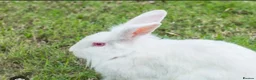Lionhead rabbits for sale: Lion head White red eye  in Nottingham - Advert 2