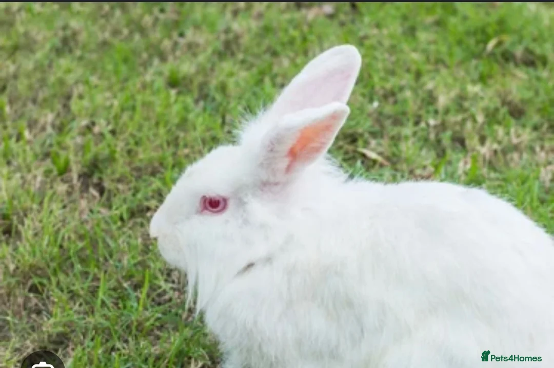 Lionhead rabbits for sale: Lion head White red eye  in Nottingham - Advert 2