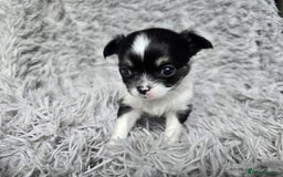 Chihuahua dogs for sale: Beautiful fluffy long haired chihuahuas - Image 33