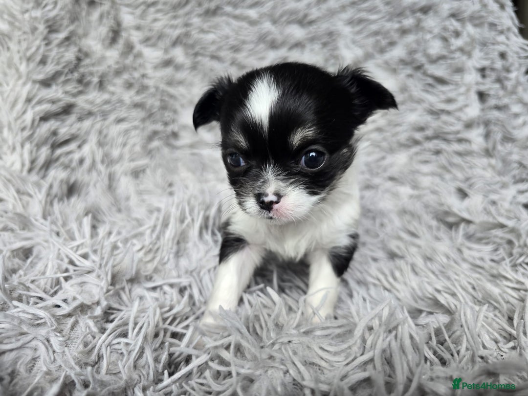 Chihuahua dogs for sale: Beautiful fluffy long haired chihuahuas - Image 33