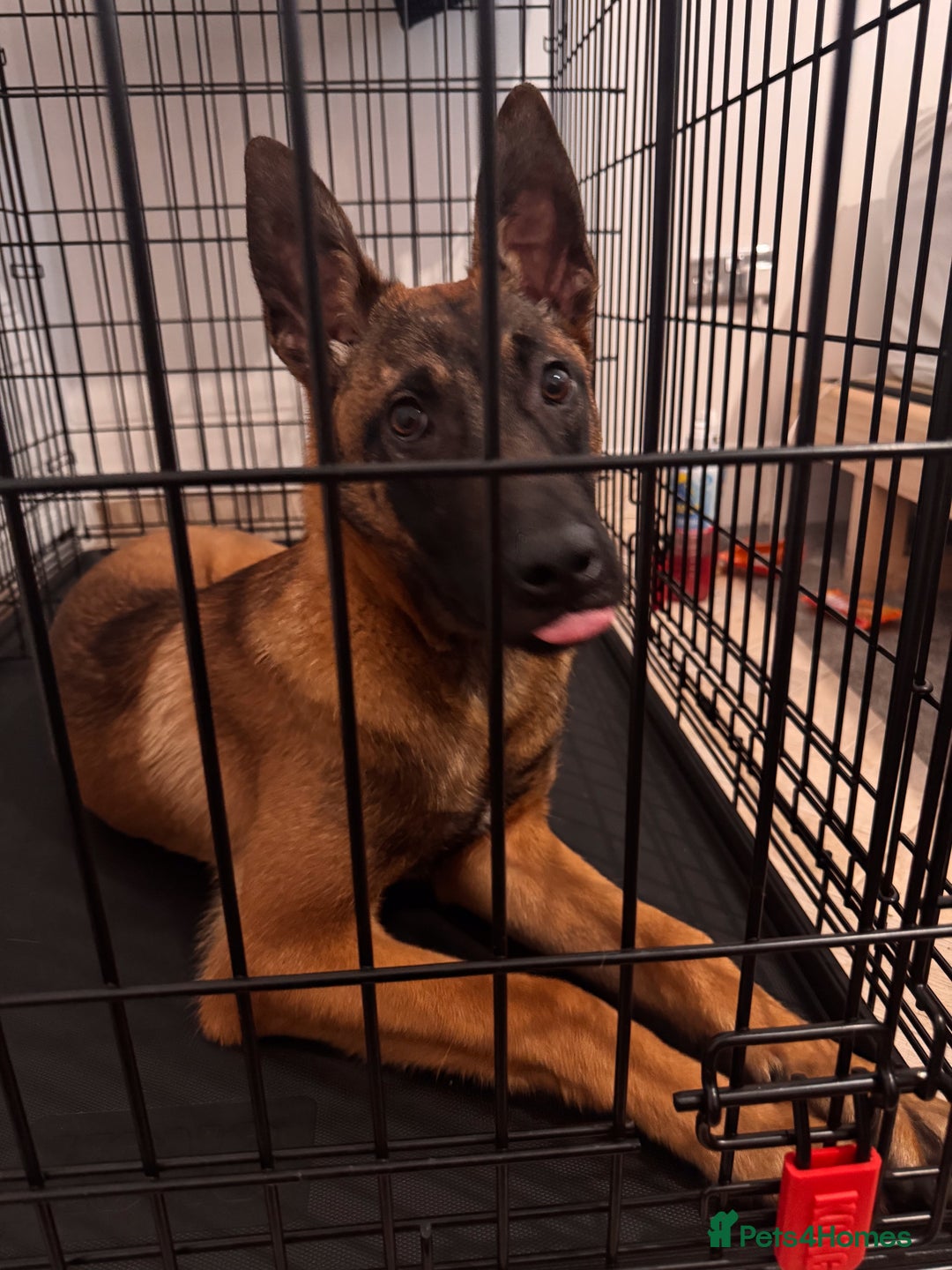 Belgian Shepherd Dog dogs for sale: Kairo - Urgent Rehome - Image 3