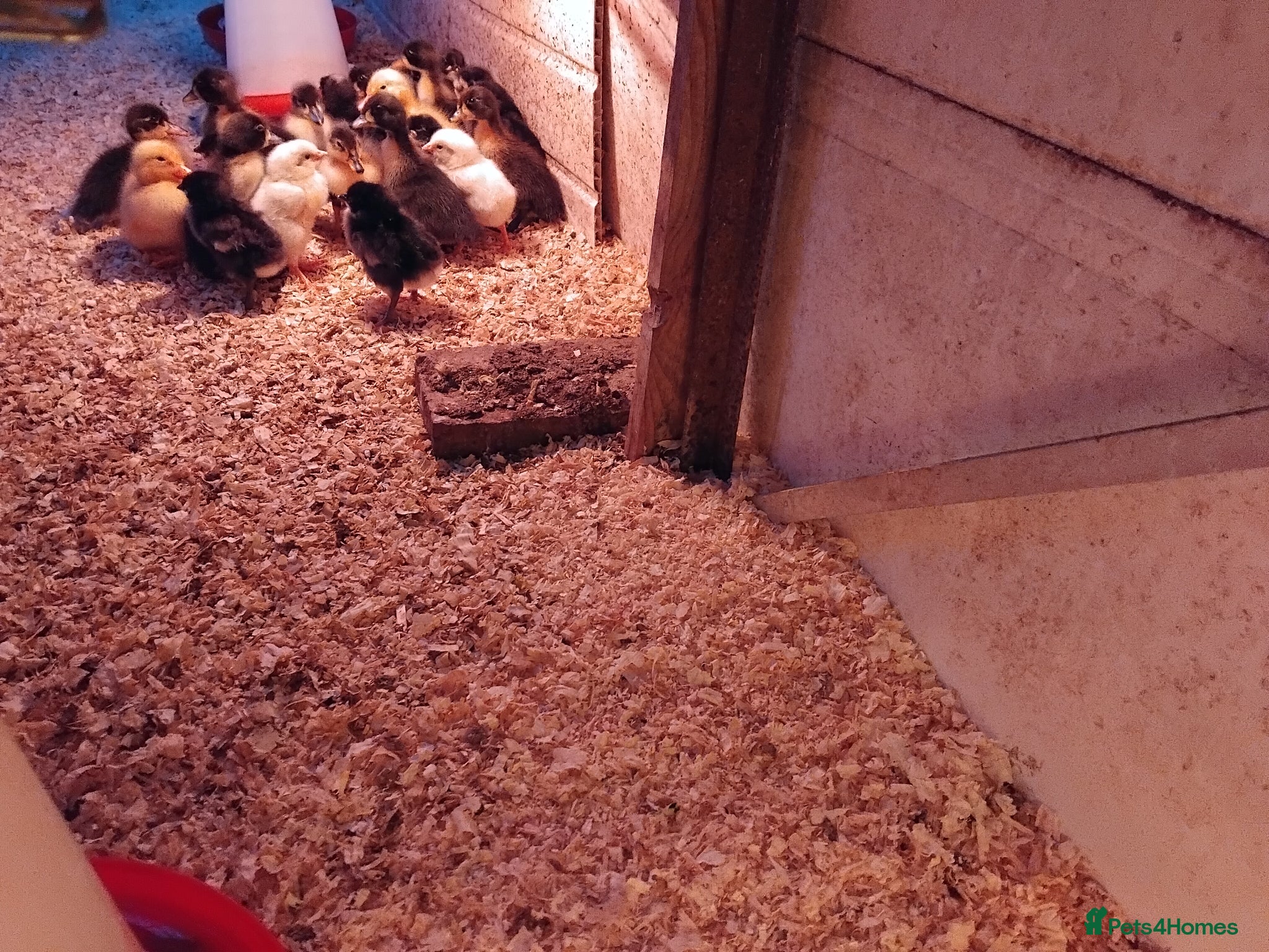 Chickens poultry Chicks - Advert 1